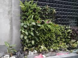 VƯỜN TƯỜNG ĐỨNG